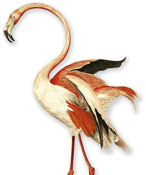 Image Flamingo